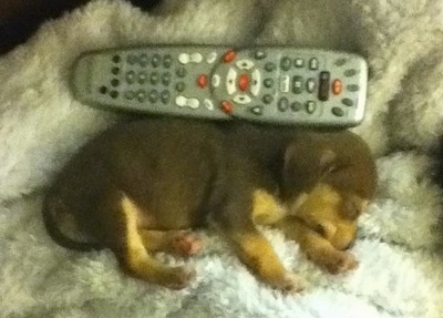 View from above - A brown with tan Queen Elizabeth Pocket Beagle puppy is sleeping on a white fuzzy blanket laying on its left side. There is a Comcast remote behind it and the dog is almost the same size as the remote.