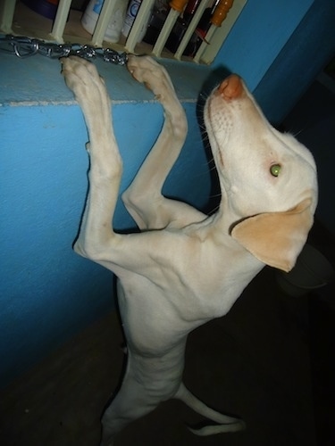A white with tan Rajapalaym dog is standing up against a bannister in a wall.