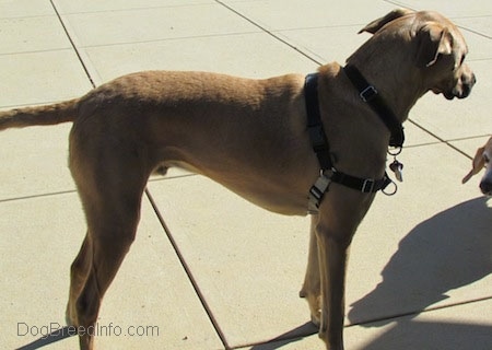 The right side of a tall, large breed tan with black Rhodesian Boxer dog that is standing on a concrete path and it is looking to the right.