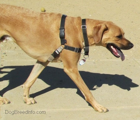 Close up side view - The right side of a tall, large breed tan with black Rhodesian Boxer dog that is walking across a concrete path. Its mouth is open and its tongue is sticking out. The tongue of the dog is black.