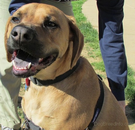 Close up head and upper body shot - A tall, large breed tan with black Rhodesian Boxer dog with a black tongue is sitting in grass and it is looking up. Its mouth is open and it looks like it is smiling. There is a person leaning over behind it.