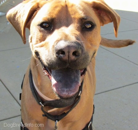 Close up front view head and upper body shot - A tall, large breed tan with black Rhodesian Boxer dog is standing on a concrete path and it is looking forward. Its mouth is open, its tongue is black and it looks like it is smiling.