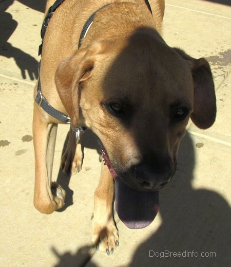 Close up - A tall, large breed tan with black Rhodesian Boxer dog is walking under a persons shadow. Its mouth is open and its black tongue is sticking out.
