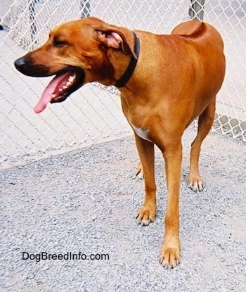  Front view - A red Rhodesian Ridgeback is standing on a gravelly surface and it is looking to the left. Its mouth is open and tongue is out. There is a dark line down the dog's back.