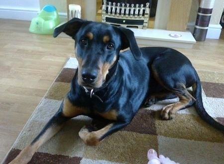 doberman rottweiler mix for sale