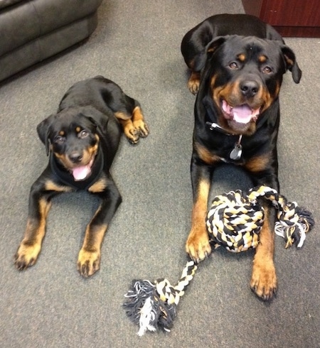 pedigree rottweiler puppies