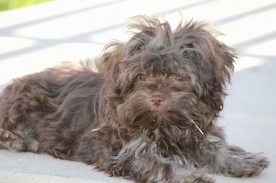 russian tsvetnaya bolonka puppies