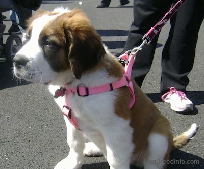 Saint Bernard Diet Chart India