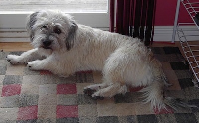 shih tzu schnauzer mix haircut