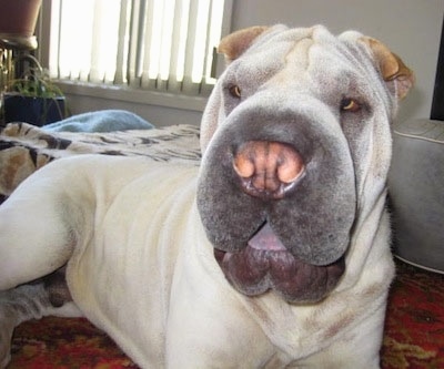 Close up front side view - A square looking, small eyed, big headed, white with tan Shar-Pei is laying across a carpeted floor, it is looking forward and its mouth is open. It has small ears and a big tan nose and a black tongue.