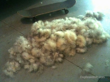 dog hair shedding