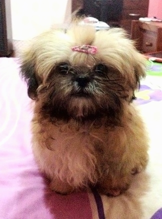 Close up front view - A fuzzy tan with black Shih Tzu is standing on a bed, it has a pink ribbon in its hair and it is looking forward.