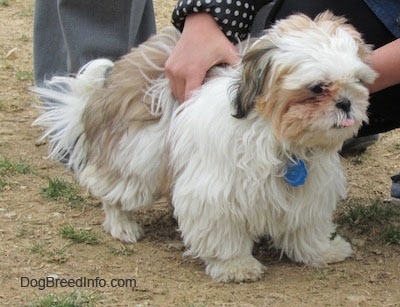 The right side of a thick coated, white with brown and black Shih-Tzu puppy that is standing on brown grass and it is looking to the right. There is a person holding the back of the puppy. The puppys mouth is open and tongue is slightly sticking out.