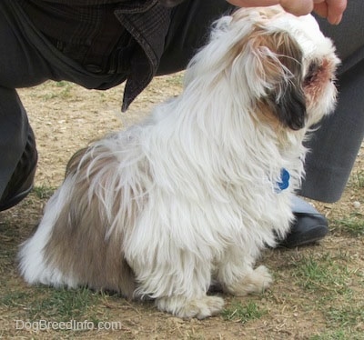 The right side of a long coated white with brown and black Shih-Tzu puppy is sitting in brown grass, it is looking to the right.
