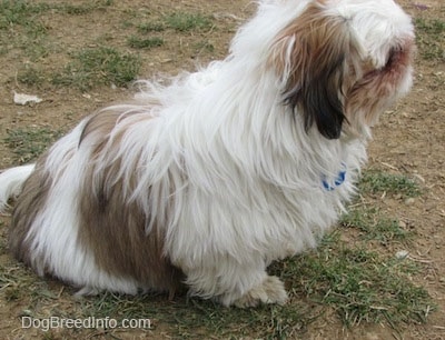 Close up - The right side of a white with brown and black Shih-Tzu puppy is sitting in a patch of green grass and it is looking to the right.