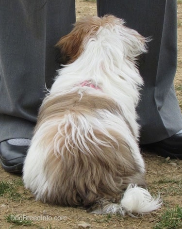 The back of a thick coated, white with brown and black Shih-Tzu puppy that is sitting in brown grass and there is a person standing in front of it.