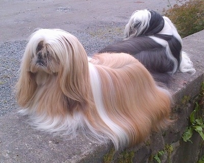 standard type shih tzu