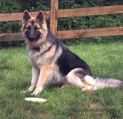 The left side of a black and tan Shiloh Shepherd that is sitting on a hill, it is looking forward, its mouth is open and its tongue is out. There is a frisbee in front of it and a split rail fence behind it.