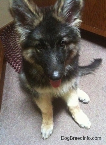 Close up view from the top looking down at the dog - A black with tan Shiloh Shepherd puppy is sitting on a small rug, it is looking forward, its mouth is open and its tongue is sticking out.