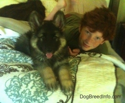 A fluffy black with tan Shiloh Shepherd puppy is laying on a bed and to the right of it is a boy with red hair. The puppys mouth is open and its tongue is sticking out.