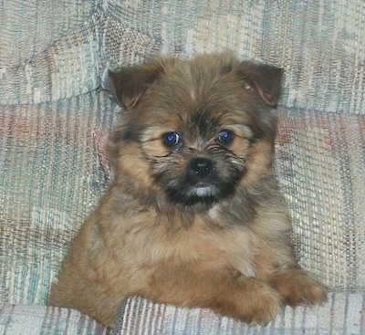 A fluffy brown with black and white Shiranian is sitting on a couch and it is looking forward.