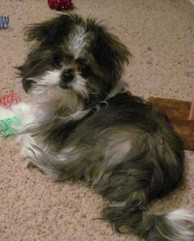 The left side of a fluffy looking black with grey and white Shiranian dog laying on a carpet looking up and forward. It has a black nose and round black nose.