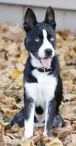 Front view - A shorthaired, black and white Siberian Boston dog is sitting in brown and yellow fallen leaves on top of grass and it is looking to the right. Its mouth is open and tongue is out. It has bright blue eyes.