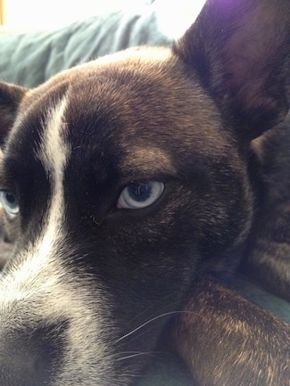 Close up zoomed in on the face of a brindle with white Siberian Boston dog with the focal point on the blue eye. The dog is laying down on a couch. It is looking to the left.