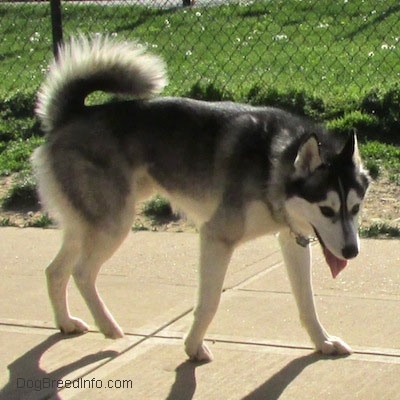The right side of a black, grey and white Siberian Husky that is standing across a concrete surface. Its head is level with its body, its mouth is open and its tongue is out. Its tail is curled up over its back.