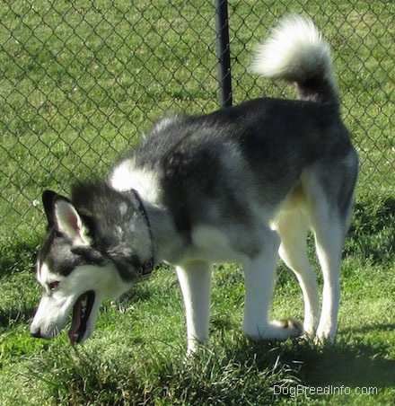 The left side of a black, grey and white Siberian Husky is standing in grass, it is looking down at the grass in front of it, its mouth is open and there is a chainlink fence behind it. Its tail is being held up over its back.