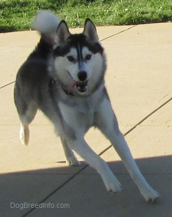 Front view action shot - A black, grey and white Siberian Husky is running up a concrete surface, it is looking forward, its mouth is open and its tongue is hanging out the left side of its mouth.