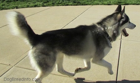 The right side of a black, grey and white Siberian Husky that is running across a concrete surface. Its mouth is wide open and it has clumps of fur shedding from its neck.