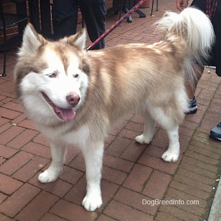 A fluffy coated, red and white wooly Siberian Husky is standing across a brick walkway, it is looking to the right and it is panting. There is a person standing behind it. It has a brown nose.