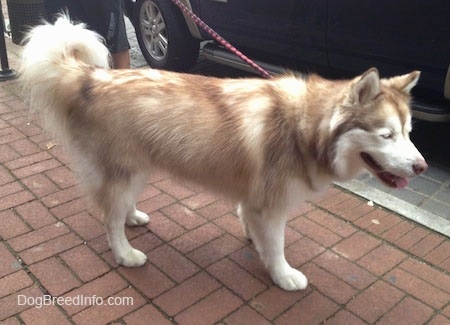 The right side of a thick coated, red and white Siberian Husky with blue eyes that is standing across a brick sidewalk, its mouth is open, its tongue is out and it is looking to the right. It has longer hair on its tail that fluffs over its back.