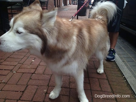 Close up - A red and white Siberian Husky is standing on a brick sidewalk and it is looking to the left.
