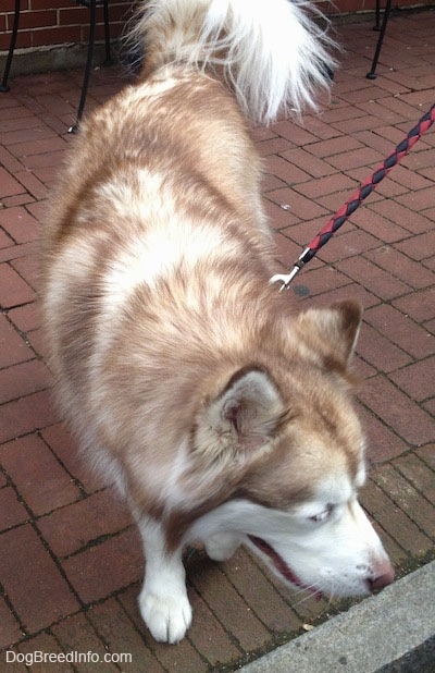 Topdown view of a thick coated, red and white Siberian Husky that is standing at the curb of a brick street. Its mouth is open and its tongue is sticking out.