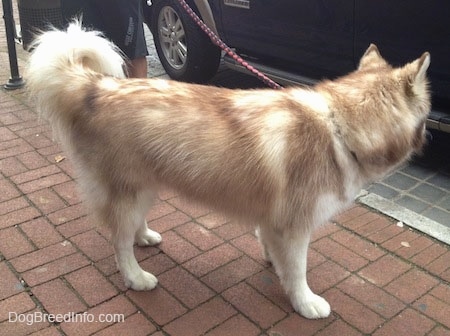 The right side of a red and white Siberian Husky dog standing across a brick street and it is looking to the right at a car that is in front of it.