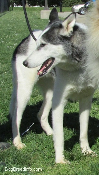 A white and grey Siberian Indian Dog is standing in grass and it is looking to the left. Its mouth is open and its tongue is out.