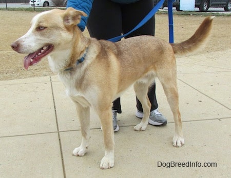 The front right side of a shorthaired, brown, tan and white Siberian Retriever that is standing across a concrete surface and it is looking to the left. Its mouth is open, its tongue is out and there is a person standing behind the dog. The dog's ears are pinned back and out to the sides.