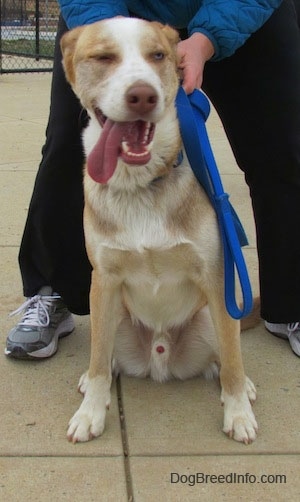 A brown, tan and white Siberian Retriever is sitting on a concrete surface, it is looking to the right and it is panting. There is a person standing over and behind the dog. The dog's eyes are squinting.