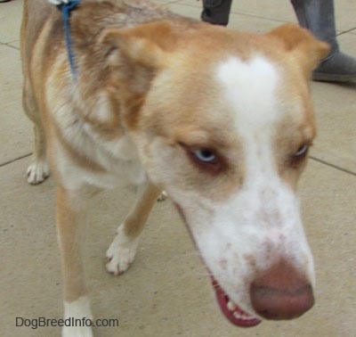 Close up - A blue-eyed, brown, tan and white Siberian Retriever dog is walking across a concrete surface and its mouth is open.