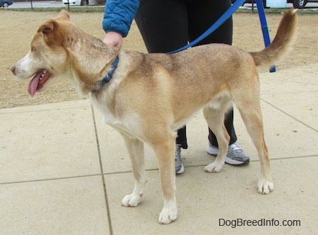 The left side of a brown, tan and white Siberian Retriever that is standing across a concrete surface. Its mouth is open and tongue is out. There is a person touching its back behind it.