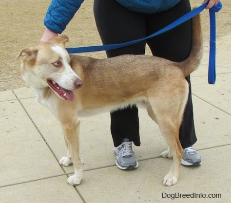 The left side of a brown, tan and white Siberian Retriever dog with blue eyes standing across a concrete surface and it is looking to the right. There is a person standing behind it and holding its leash. The Retrievers mouth is open and tongue is out.