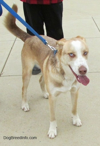 Front view - A blue-eyed, brown, tan and white Siberian Retriever that is standing on a concrete surface, its head is turned to the right, it is looking forward and it is panting. The dog has a silly look on its face.