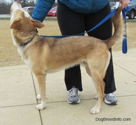 The left side of a brown, tan and white Siberian Retriever dog that is standing across a concrete surface. Its head is in the air and there is a person behind it rubbing its neck.