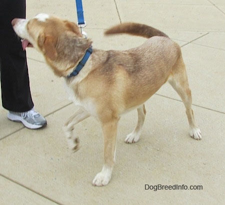 The left side of a brown, tan and white Siberian Retriever that is standing on a concrete surface. It is looking to the left at the person next to it. Its mouth is open, tongue is out and its front right paw is in the air.