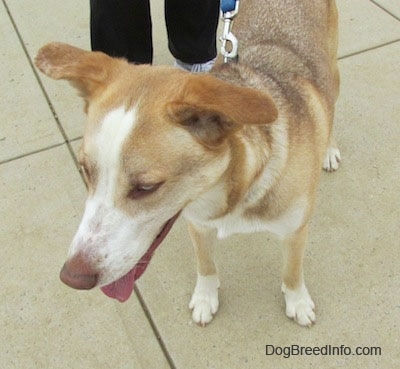 Close up - Top down view of a brown, tan and white Siberian Retriever that is standing down a concrete surface. Its mouth is open and its tongue is out.