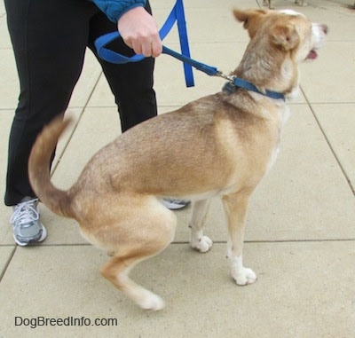 The right side of a brown, tan and white Siberian Retriever dog that is beginning to sit on a concrete surface. Its mouth is open and it is looking to the right.