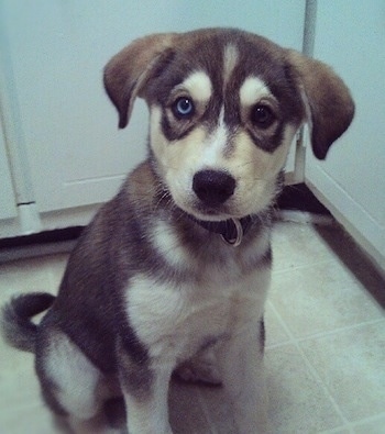 Close up front side view - A black, tan and white Siberian Retriever puppy is sitting on a tan tiled floor, it is looking up and its head is slightly tilted to the right. One of the dog's eyes is blue and the other is brown. Its ears are hanging to the sides.