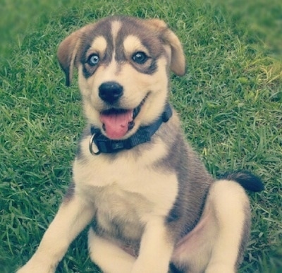 siberian retriever puppy